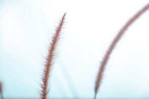acceptance